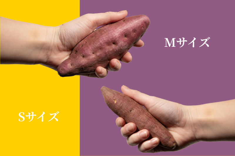 サイズ比較