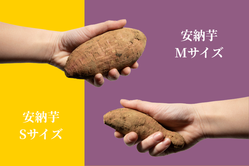 サイズ比較（安納芋）