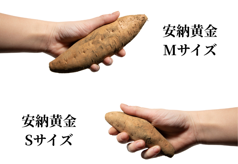 種子島産安納こがね
