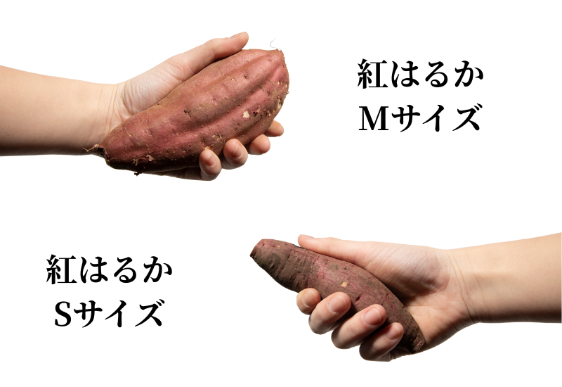 茨城県産紅はるか